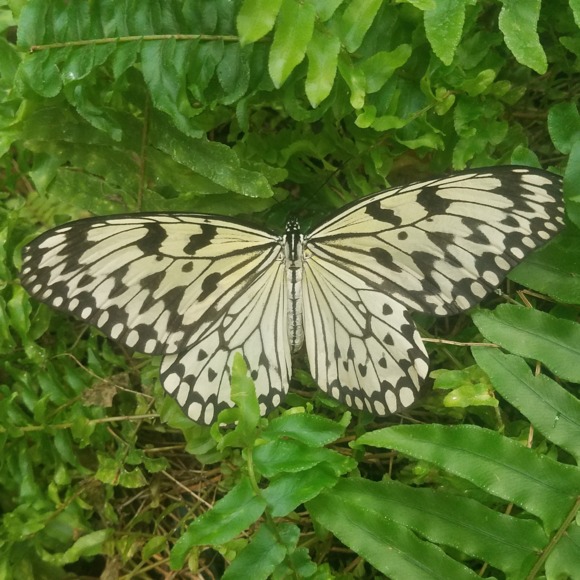 dottey_56